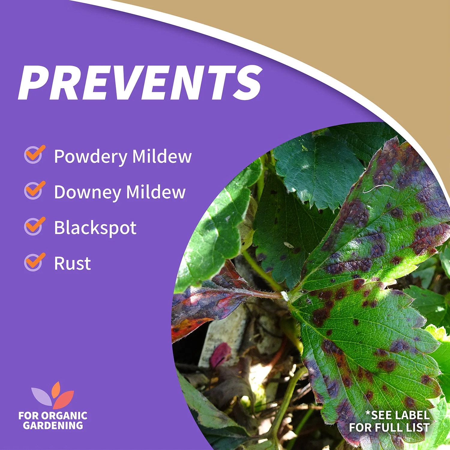 Bonide Captain Jack's Rose Rx 4-in-1 Ready-To-Use Fungicide, Insecticide - Image 5