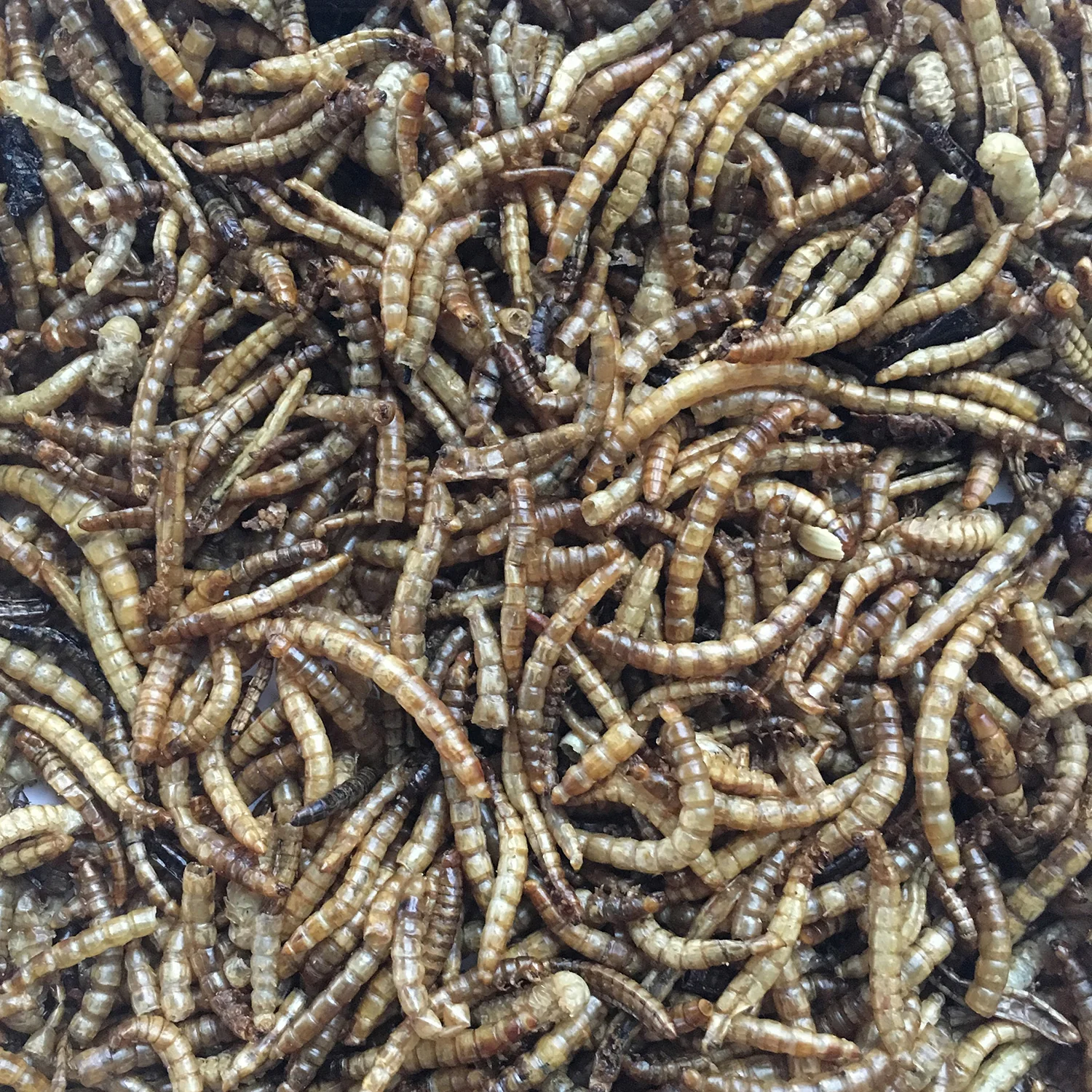 Buffalo Tools Dried Mealworms for Chickens, Wild Birds, Ducks