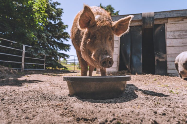 Red Barn® Feed Pans & Utility Tubs - Image 2