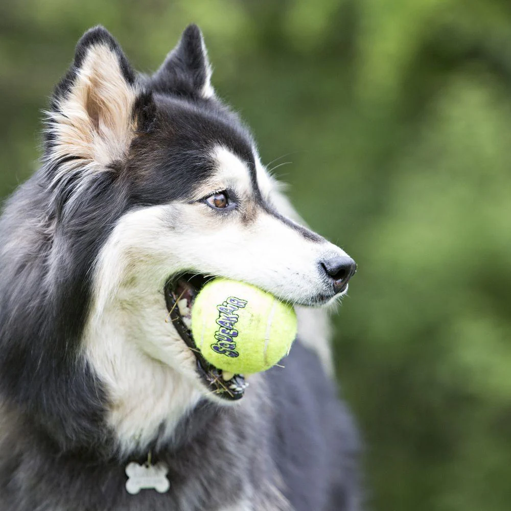 KONG AirDog Squeakair Ball Dog Toy - Image 2