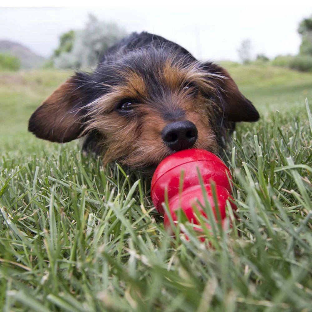 KONG Peanut Butter Easy Treat for Dogs - Image 3