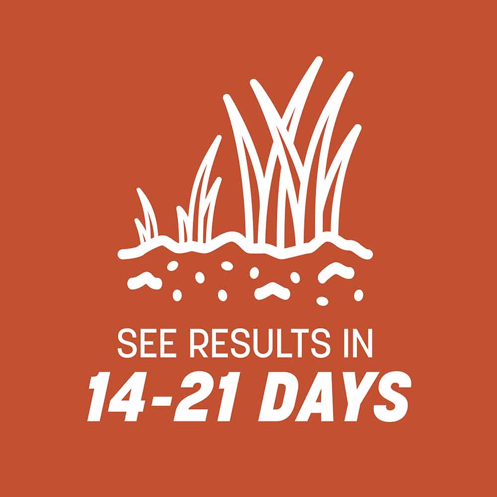 Pennington Bermudagrass - Image 6