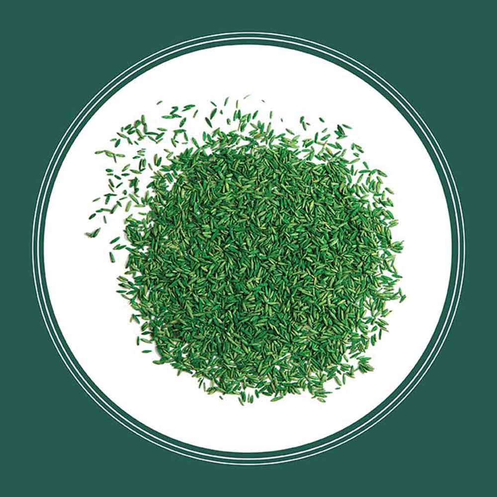 Pennington Smart Seed Sun and Shade Grass Seed and Fertilizer Mix - Image 4