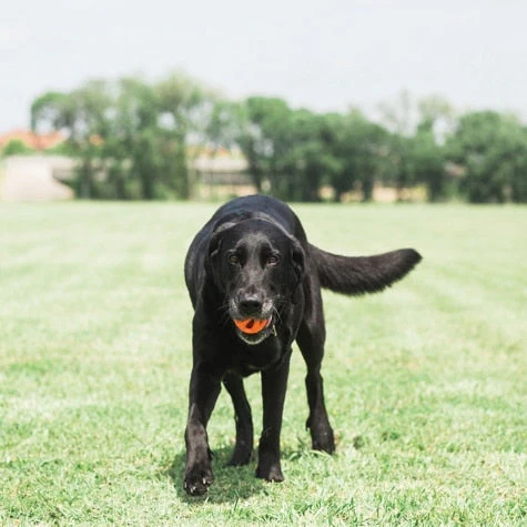 Petmate Chuckit! Breathe Right Fetch Ball - Image 4