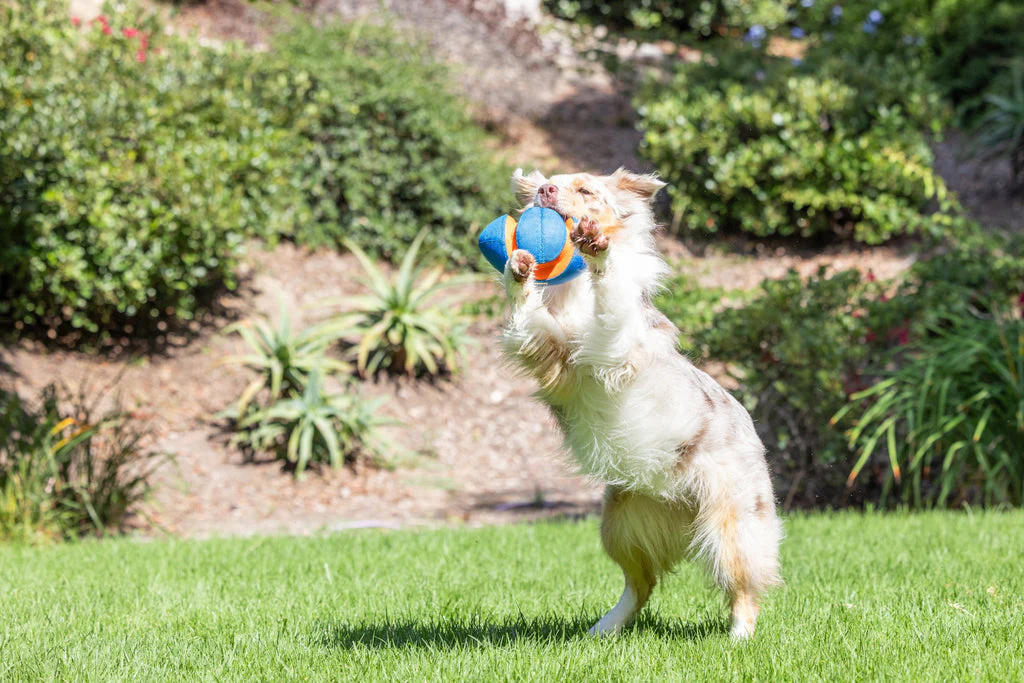 Petmate Chuckit! Giggle Fumble Fetch Dog Toy - Image 6