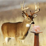 The Original Salt Company Pink Himalayan Salt Lick for Animals 100% Organic - Image 4